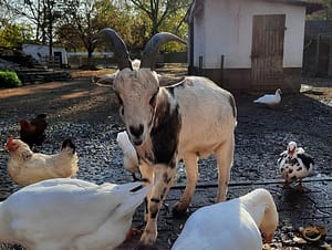 Ziegenbock Willy im Tierpark Hattersheim