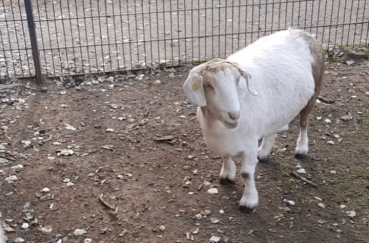 Ziege Schneewittchen im Tierpark Hattersheim